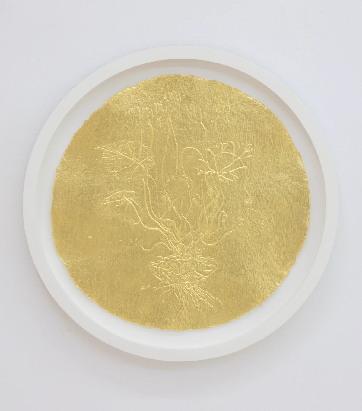 Stacy Lynn Waddell, Untitled (Cyclamen Persicum), 2025