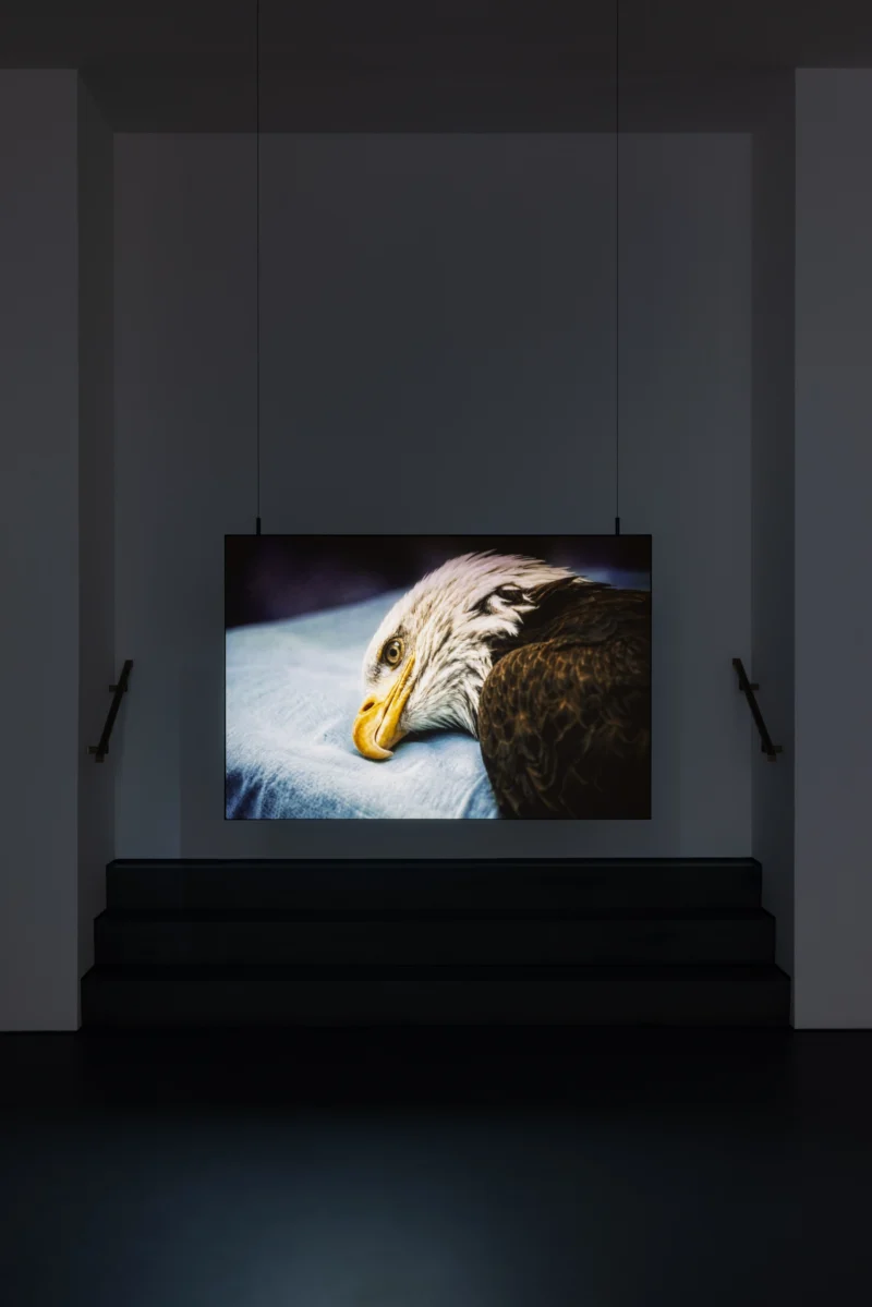 Installation shot from David Claerbout: Repose, @ Esther Schipper