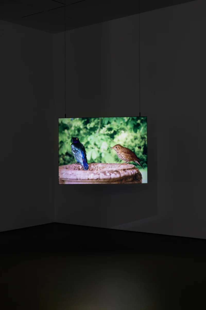 Installation shot from David Claerbout: Repose, @ Esther Schipper