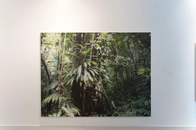 Installation shot from Stephan Kaluza: From Dust to Bloom, @ JD Malat Gallery