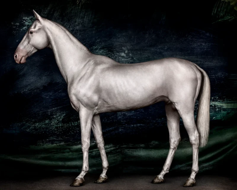 Mario Testino, Horses (II), Urtasaray, Uzbekistan, 2023
