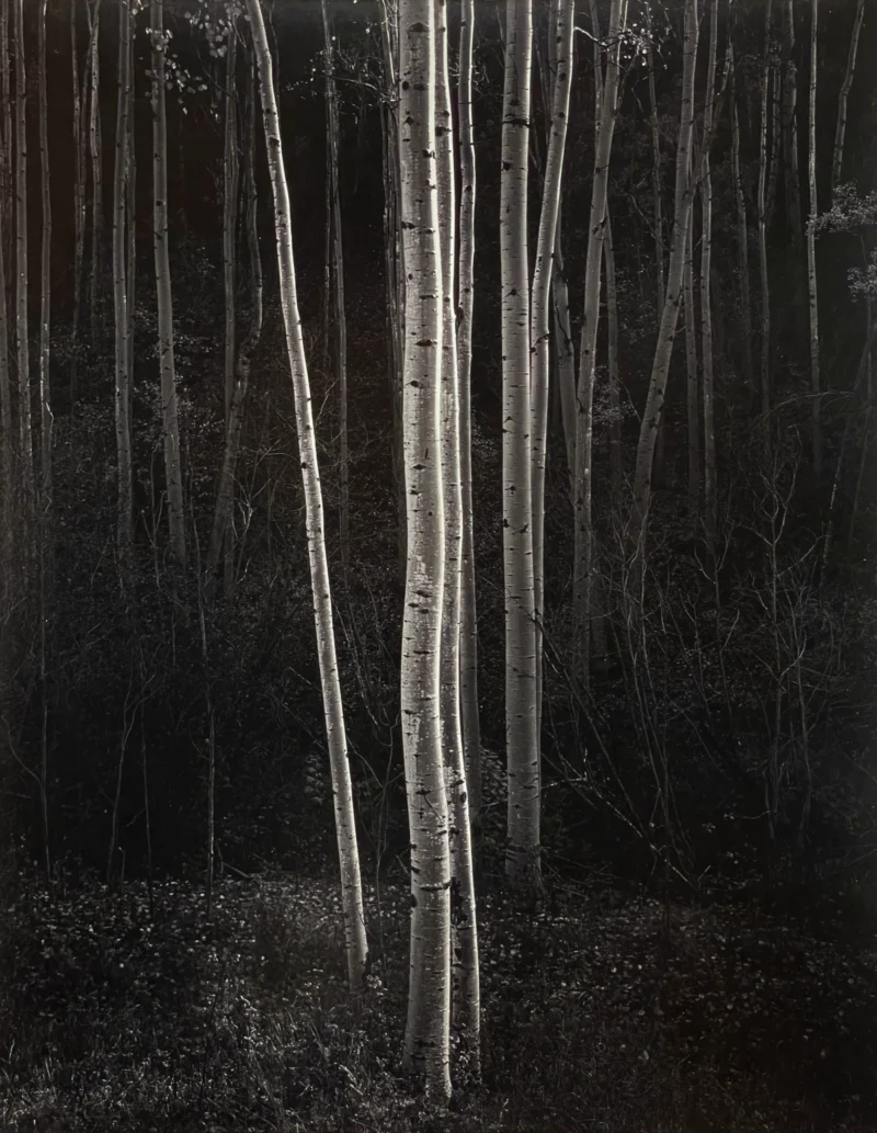 Ansel Adams, Aspens Northern, New Mexico, 1958, printed in early 1970s