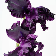 Exhibition image from the latest newsletter
