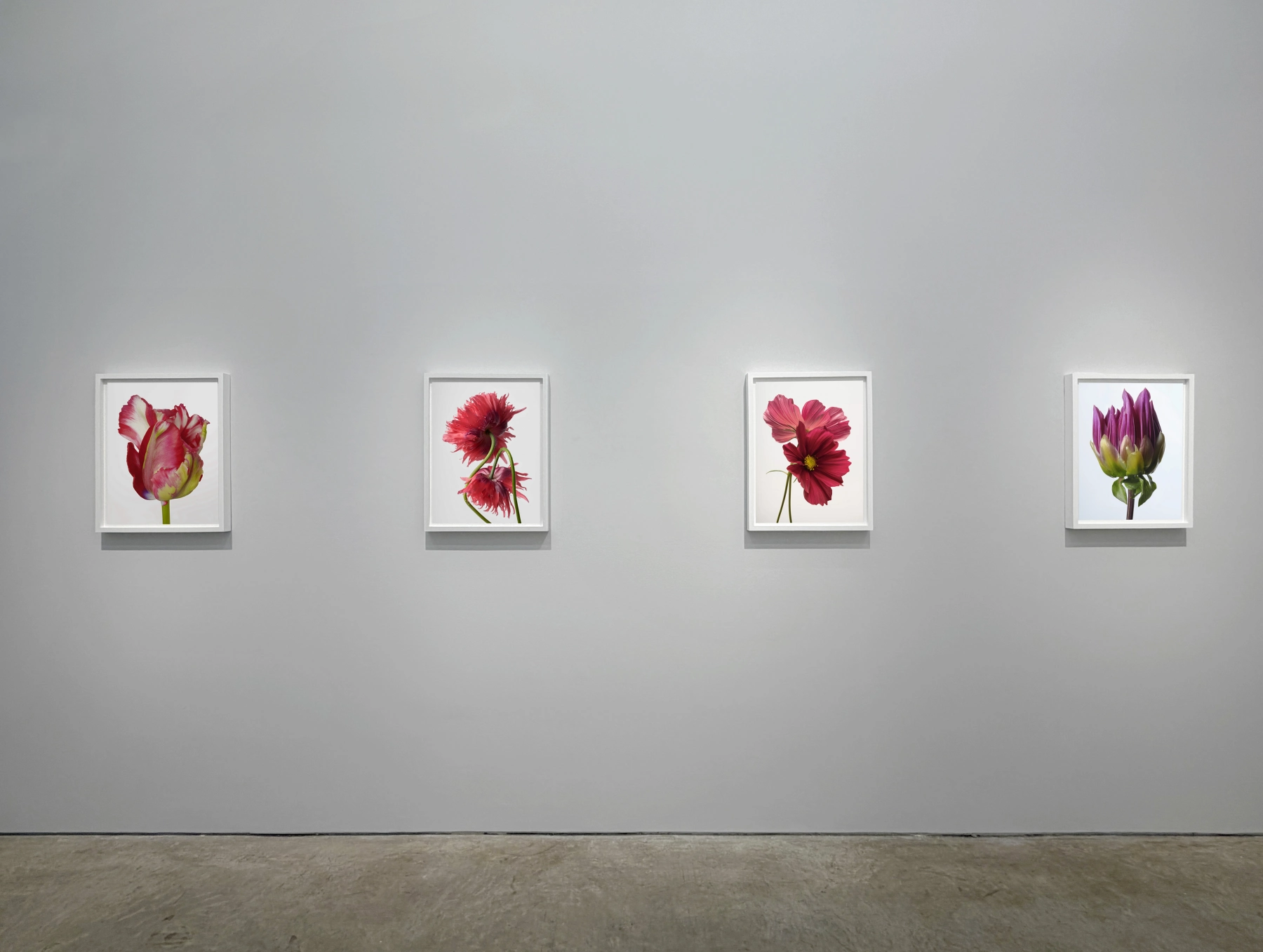 Image for Sharon Core: Flowering, at Yancey Richardson Gallery