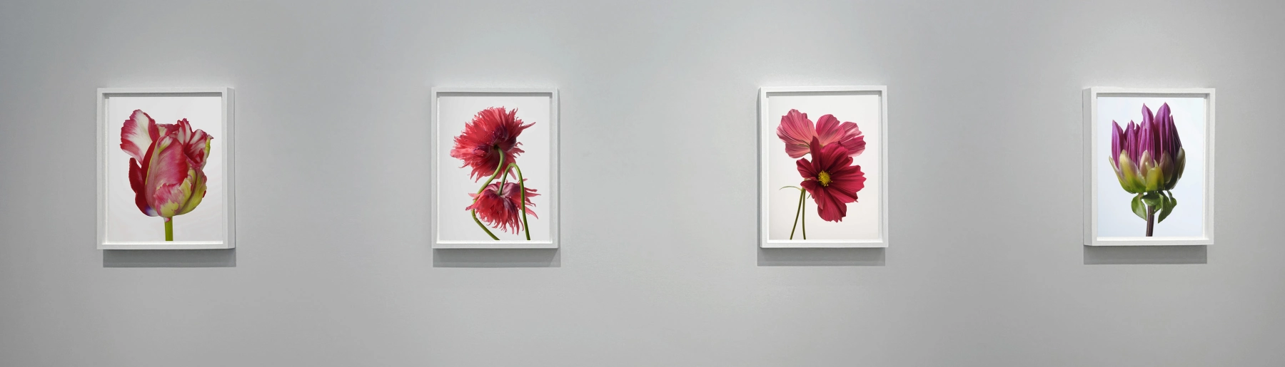 Image for Sharon Core: Flowering at Yancey Richardson Gallery